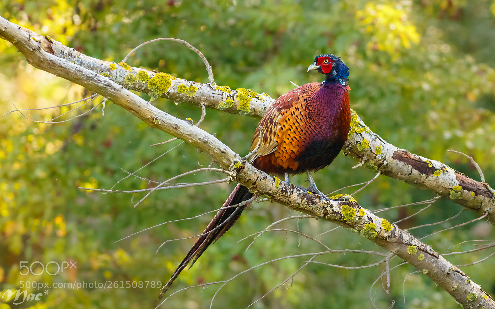 Canon EOS 7D Mark II sample photo. Common pheasant on a photography