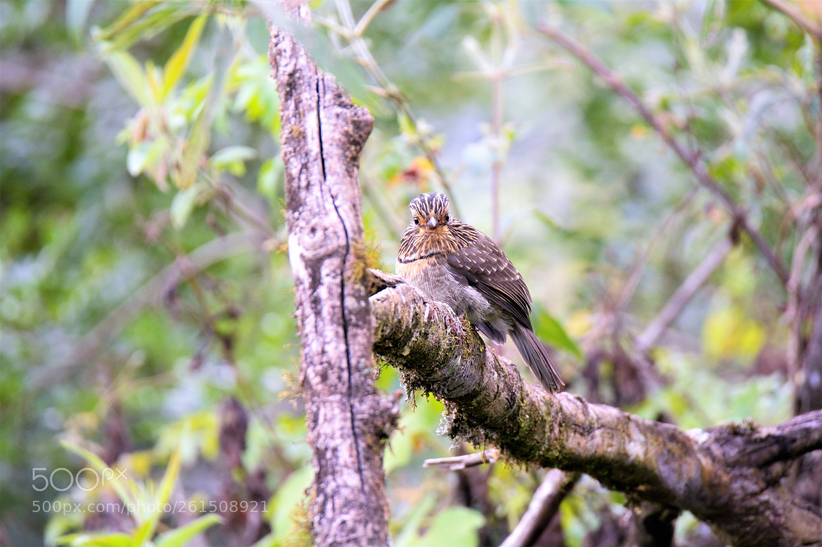 Nikon D5200 sample photo. Barbudo rajado photography