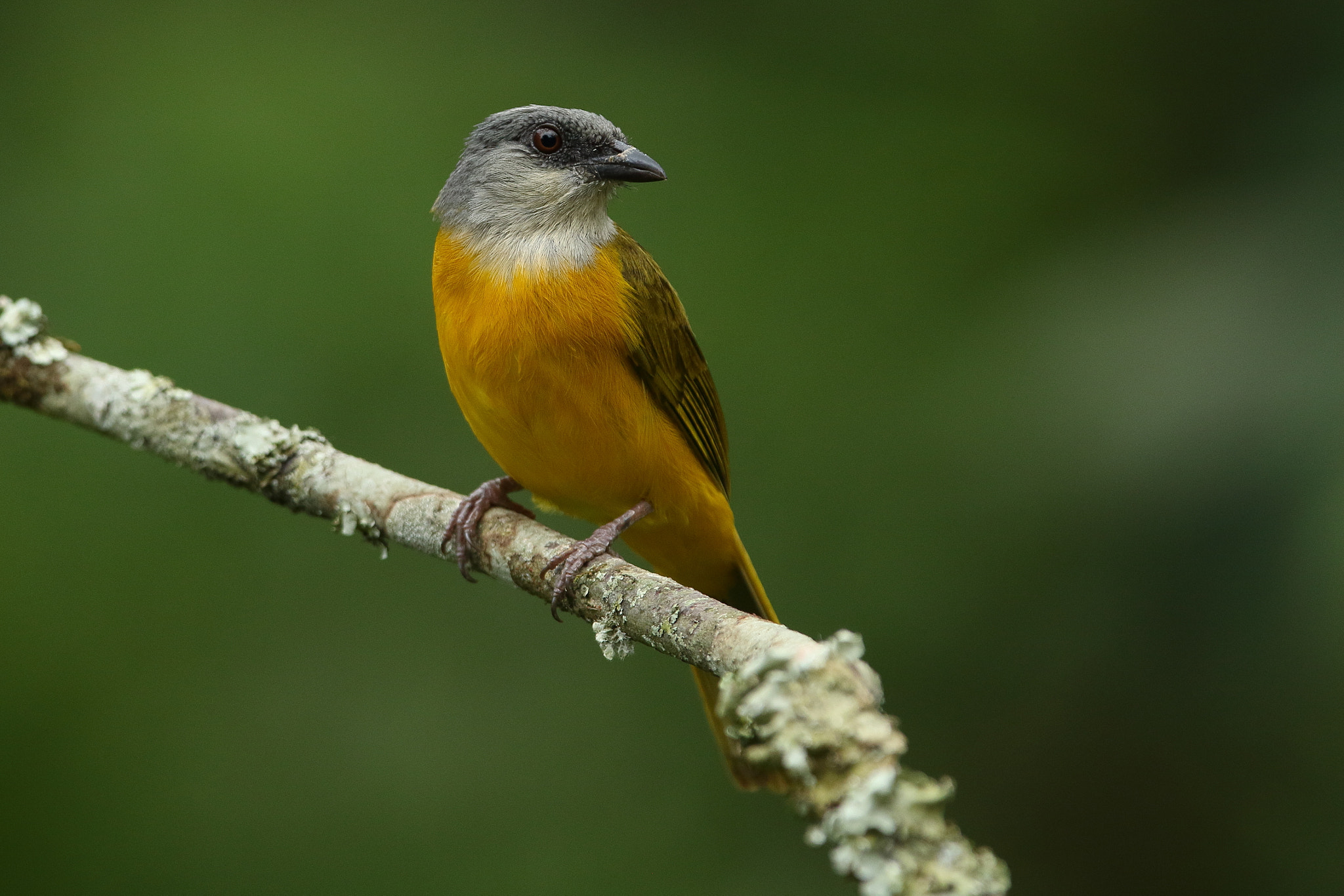 Canon EF 300mm F2.8L IS USM sample photo. Grey-headed tanager -eucometis penicillata photography