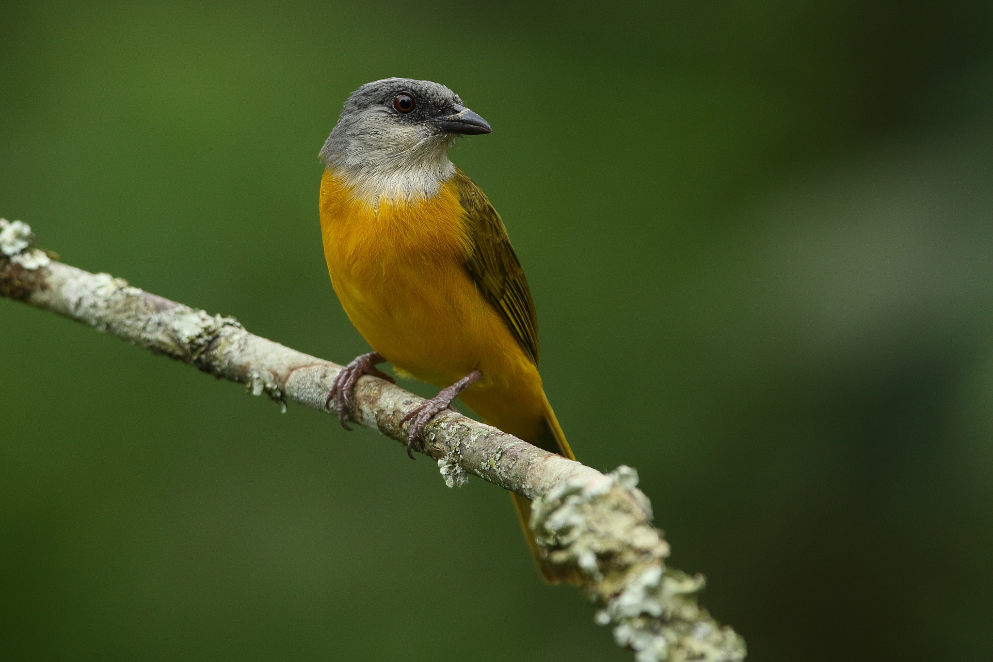 Canon EOS 7D Mark II + Canon EF 300mm F2.8L IS USM sample photo. Grey-headed tanager -eucometis penicillata photography