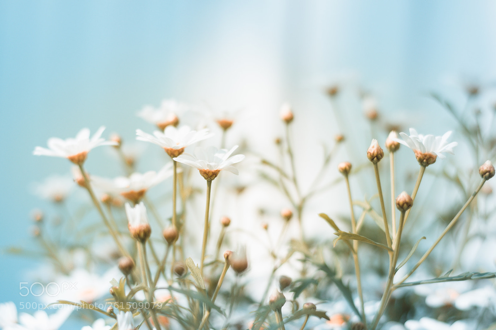 Nikon D5500 sample photo. Daisy photography