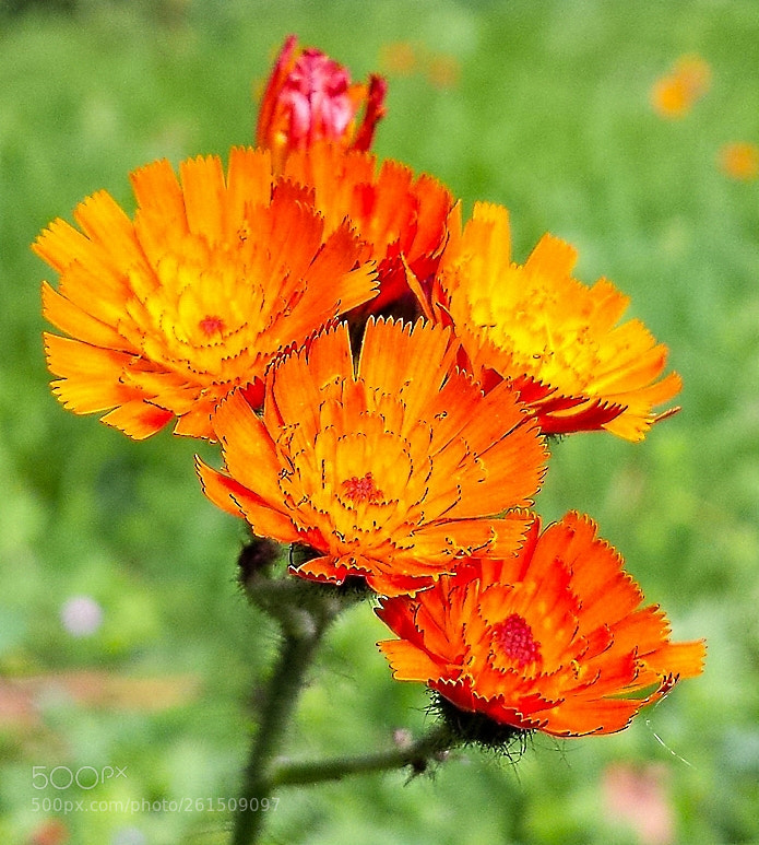 Samsung Galaxy S4 sample photo. Hieracium aurantiacum photography
