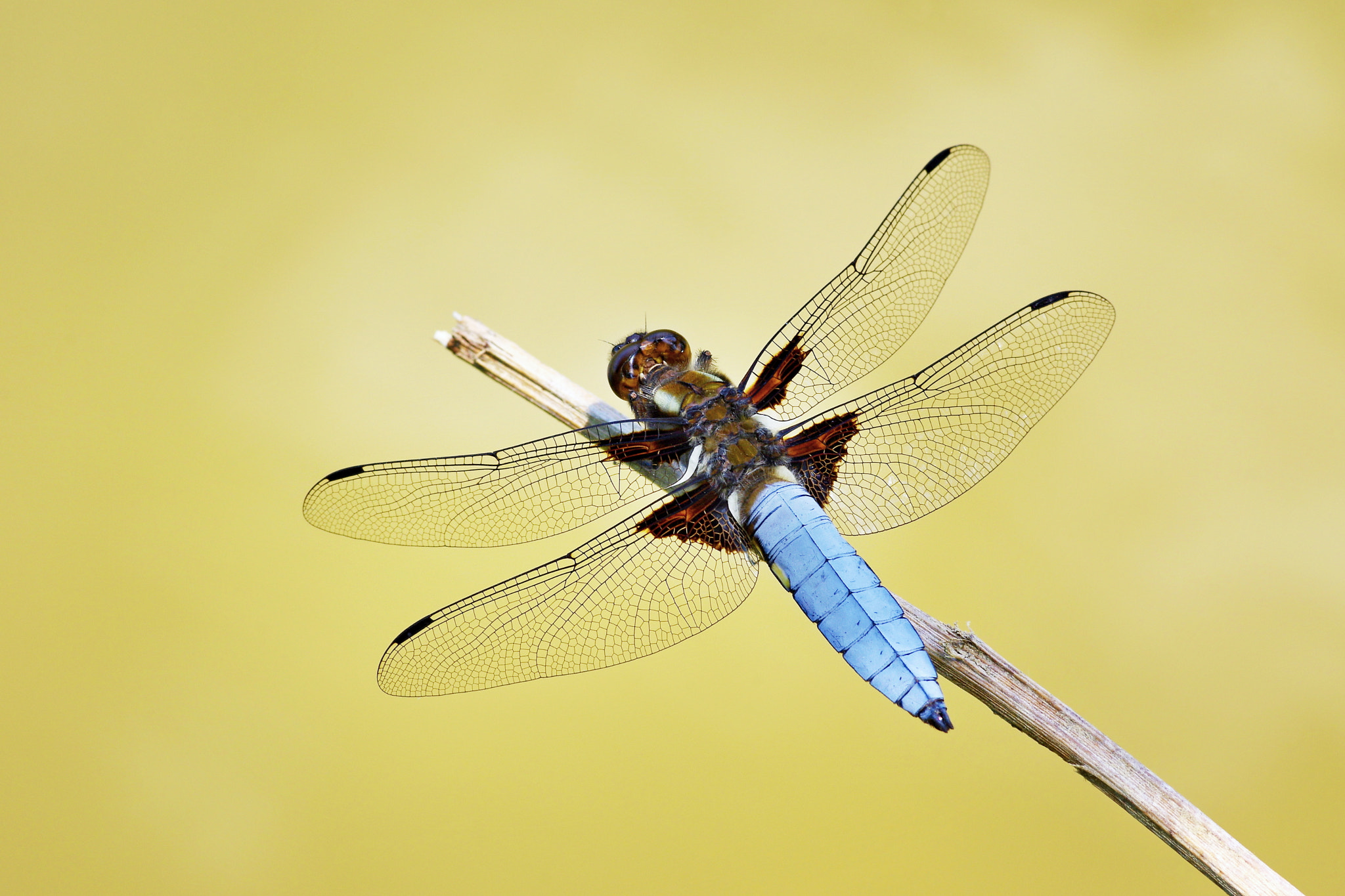 Pentax smc D-FA 100mm F2.8 macro sample photo. Dragonfly photography