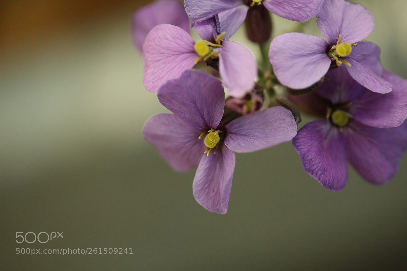 Canon EF-S 60mm F2.8 Macro USM sample photo. Focused purple photography
