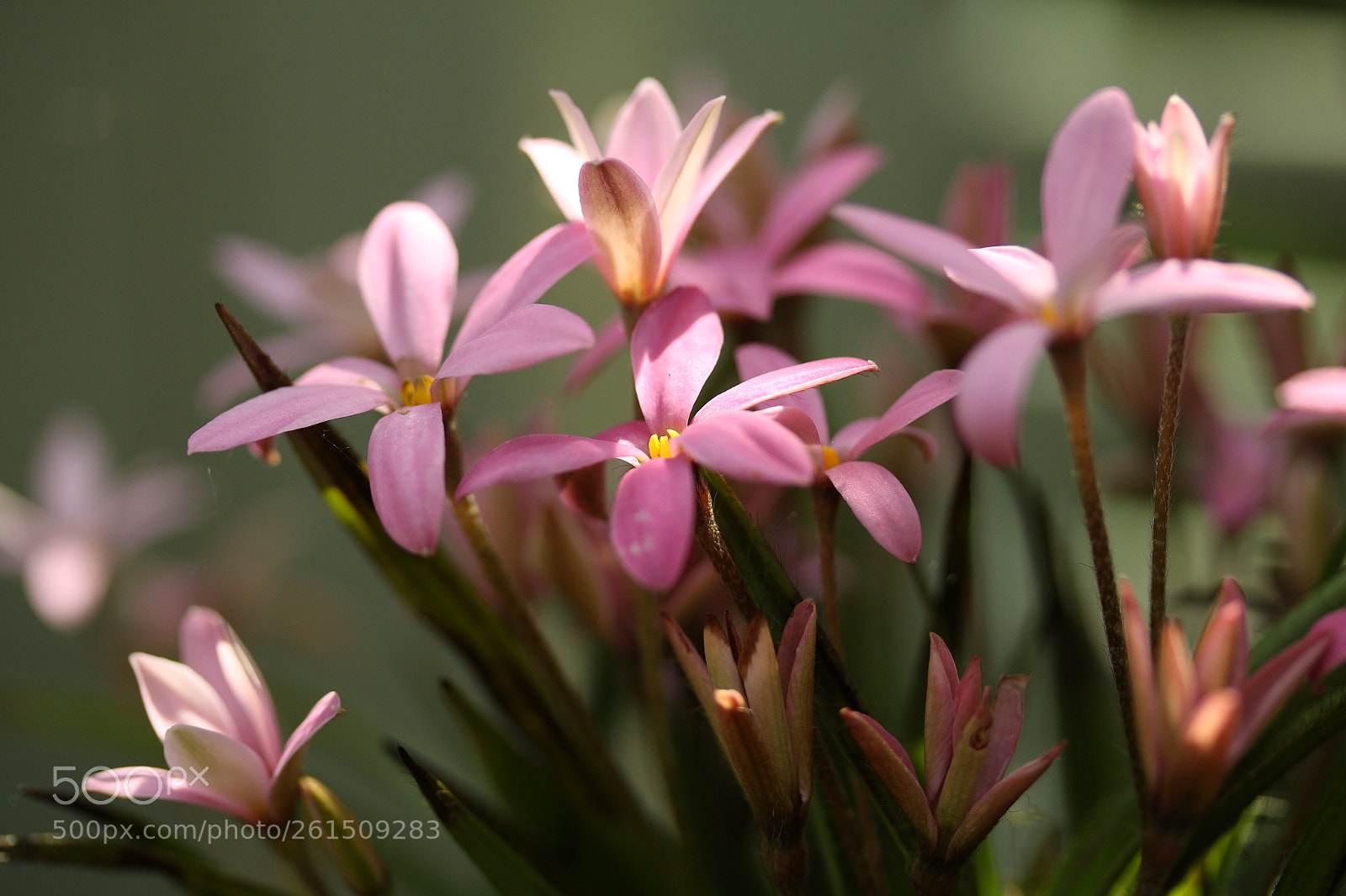 Canon EF-S 60mm F2.8 Macro USM sample photo. Pink cascade photography