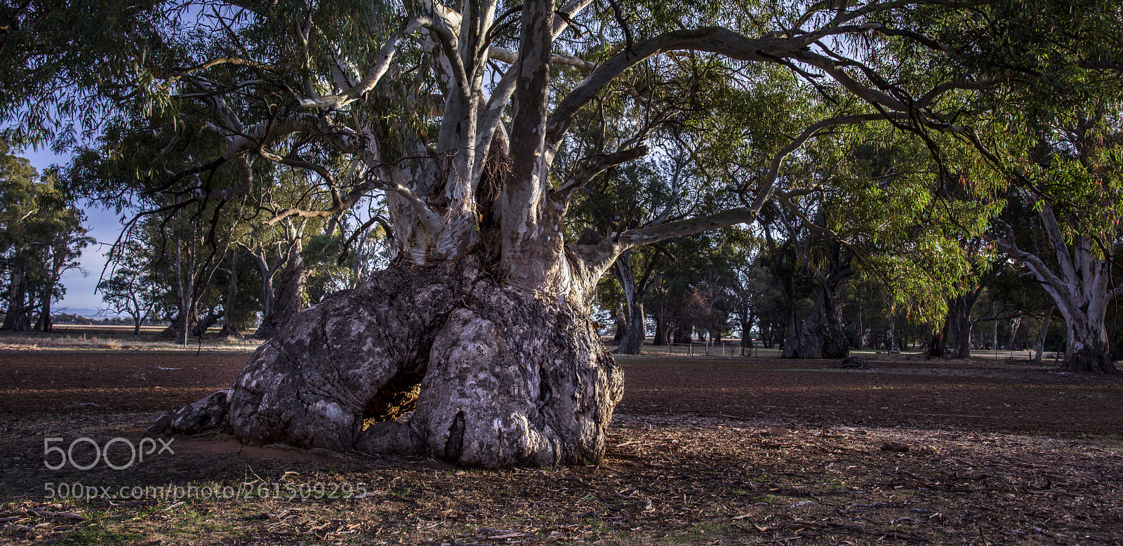 Nikon D810 sample photo. Old gum tree near photography