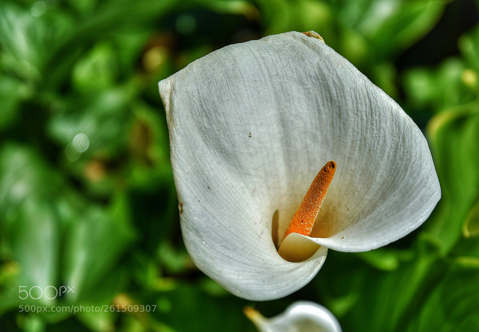 Nikon D5500 sample photo. Untitled photography