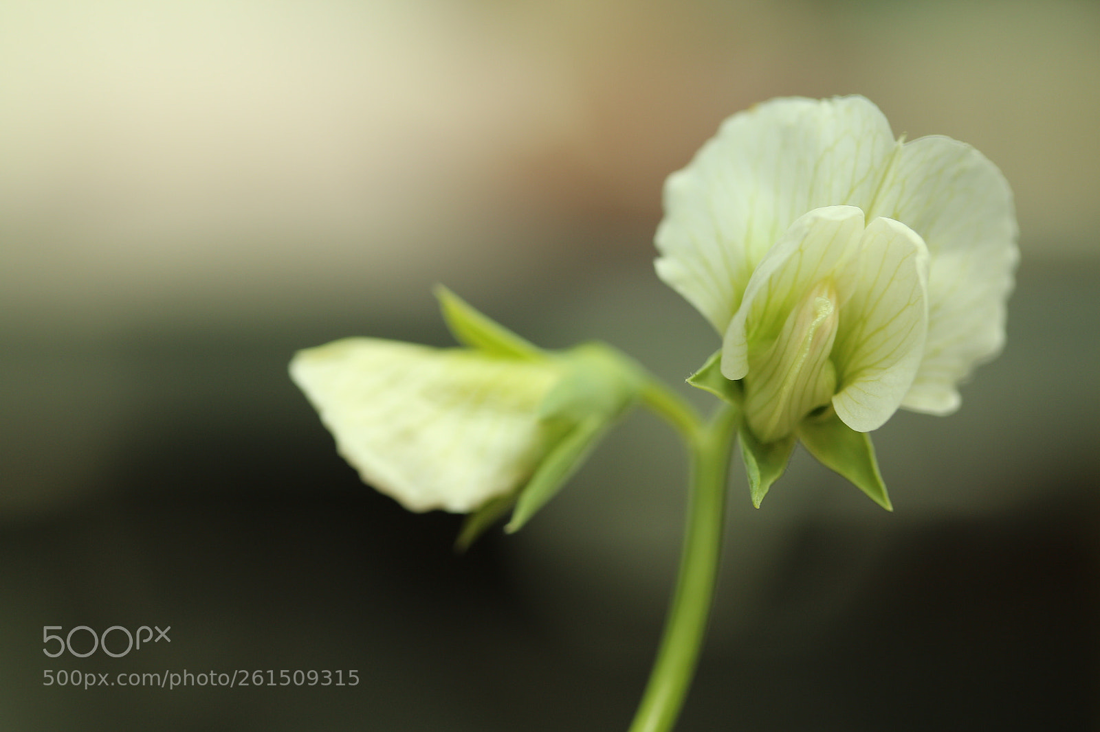 Canon EF-S 60mm F2.8 Macro USM sample photo. Dancing flower photography