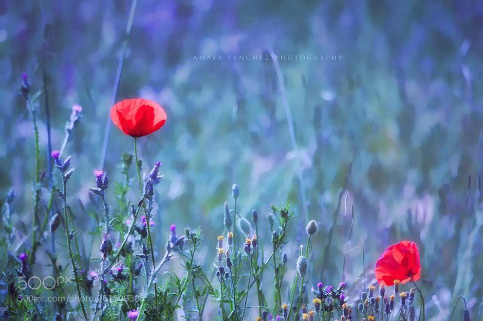 Nikon D3200 sample photo. Red poppies in blue photography