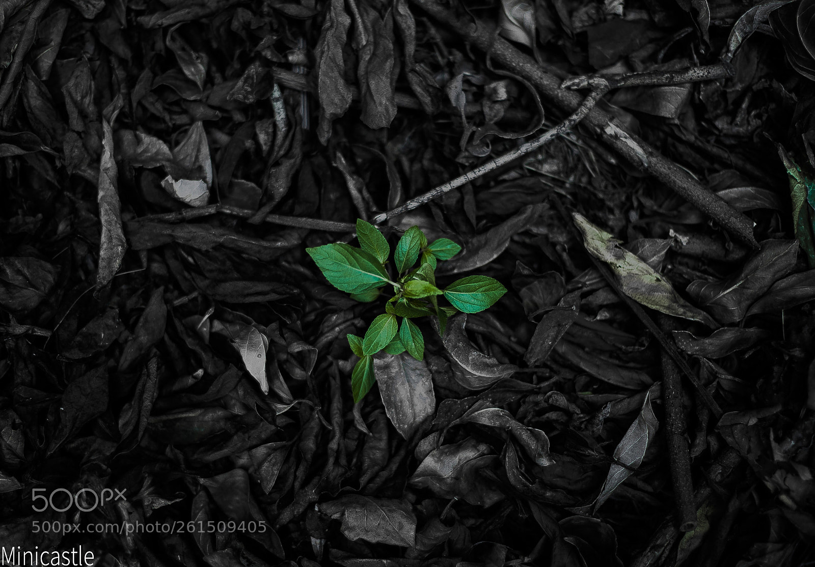 Nikon D700 sample photo. Texture. photography