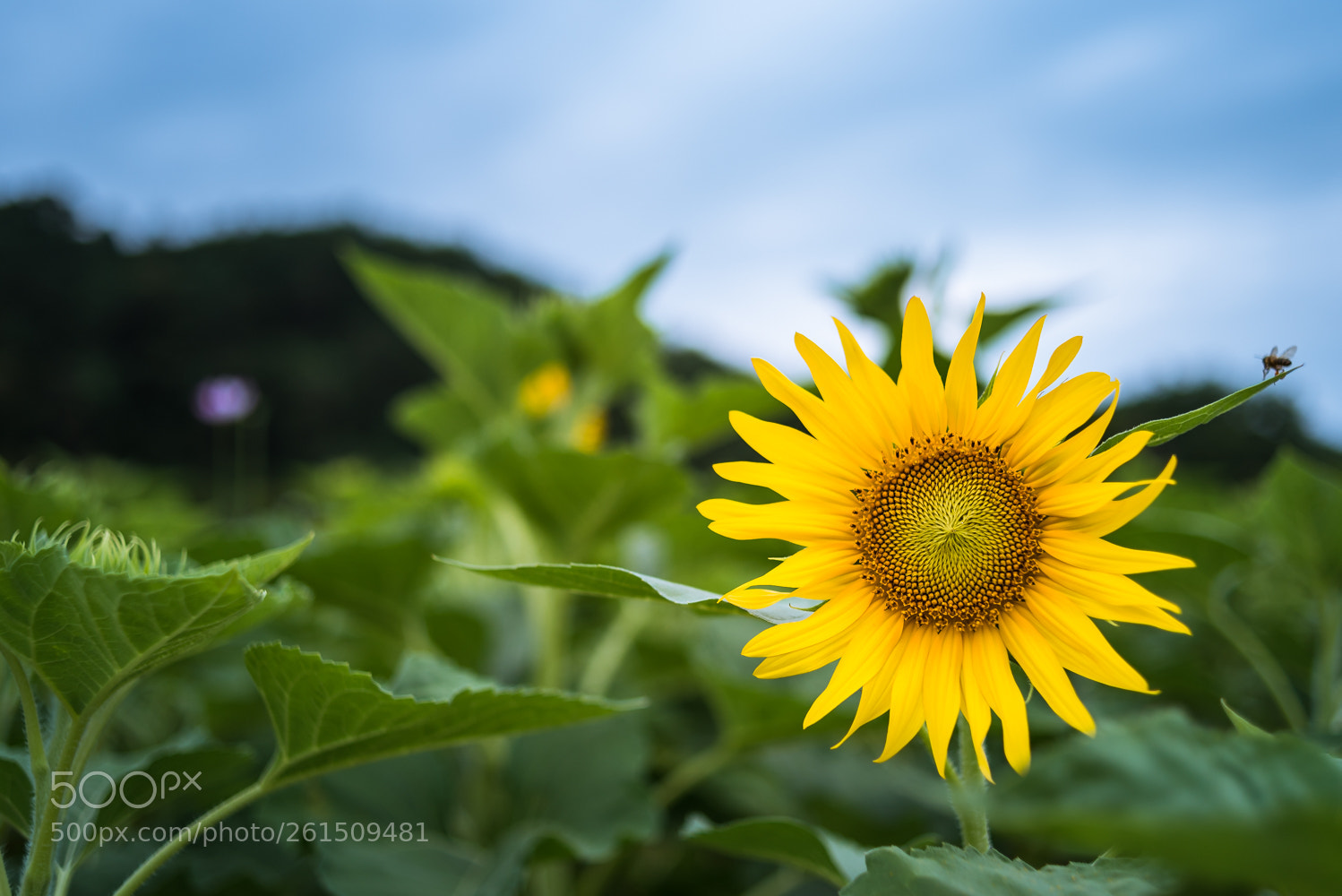 Nikon D750 sample photo. Untitled photography