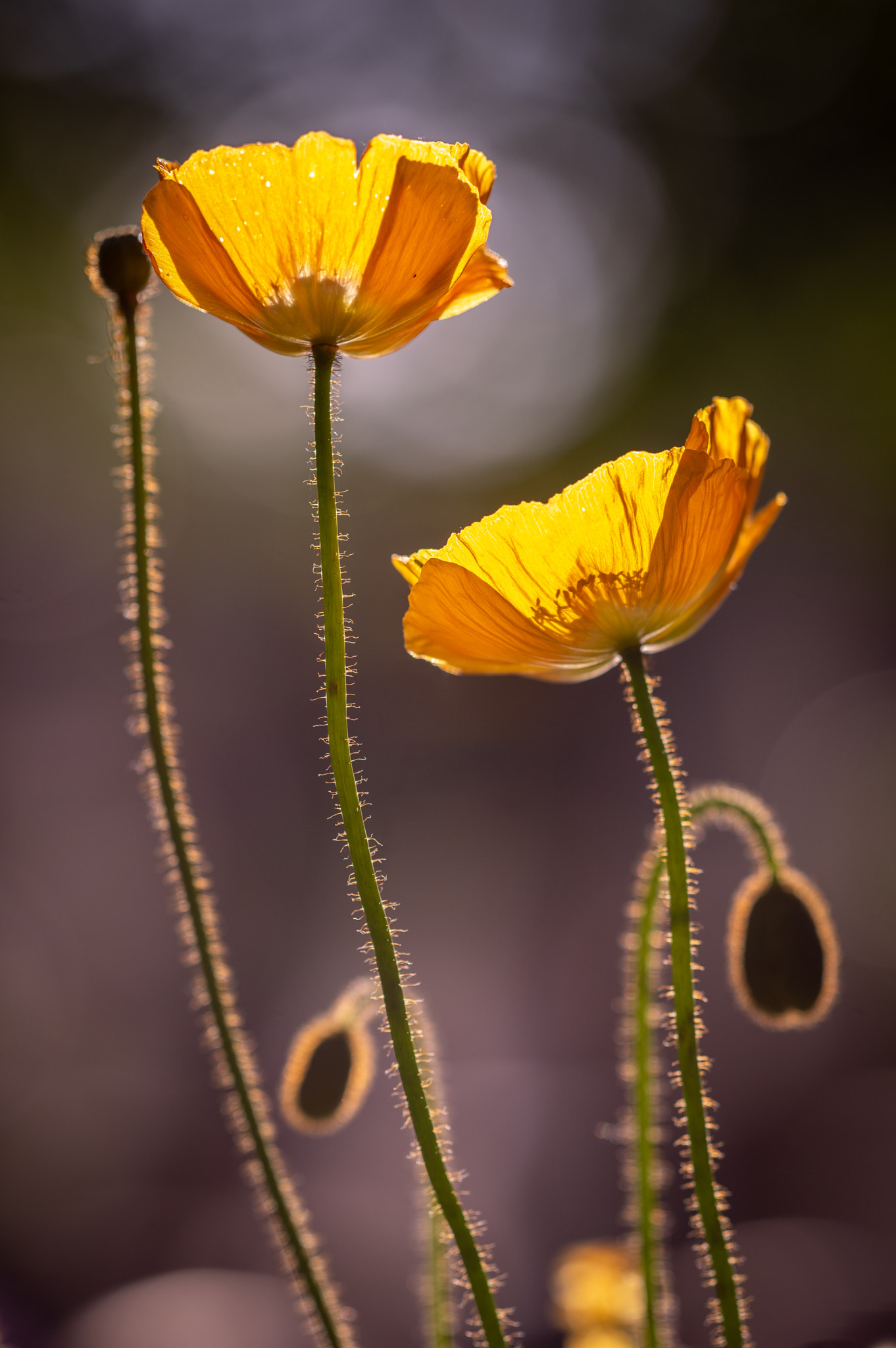 Pentax K-3 II sample photo. Evening light photography