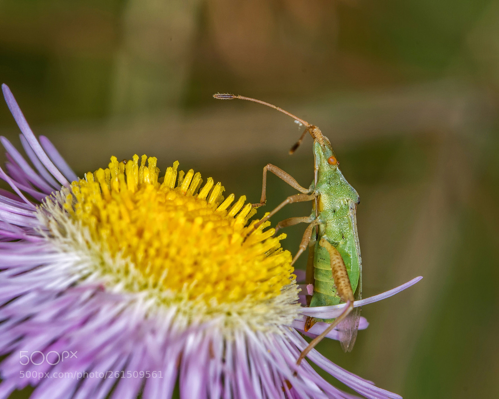 Nikon D7200 sample photo. Bug on fleabane photography