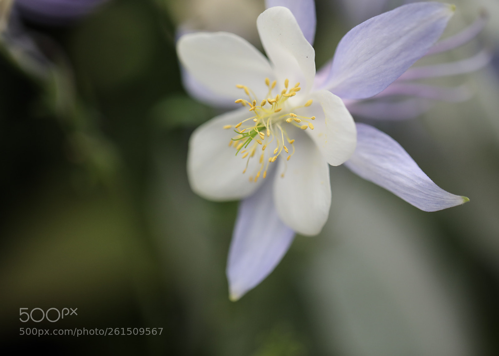 Canon EOS 5D Mark IV sample photo. Pretty pastel photography