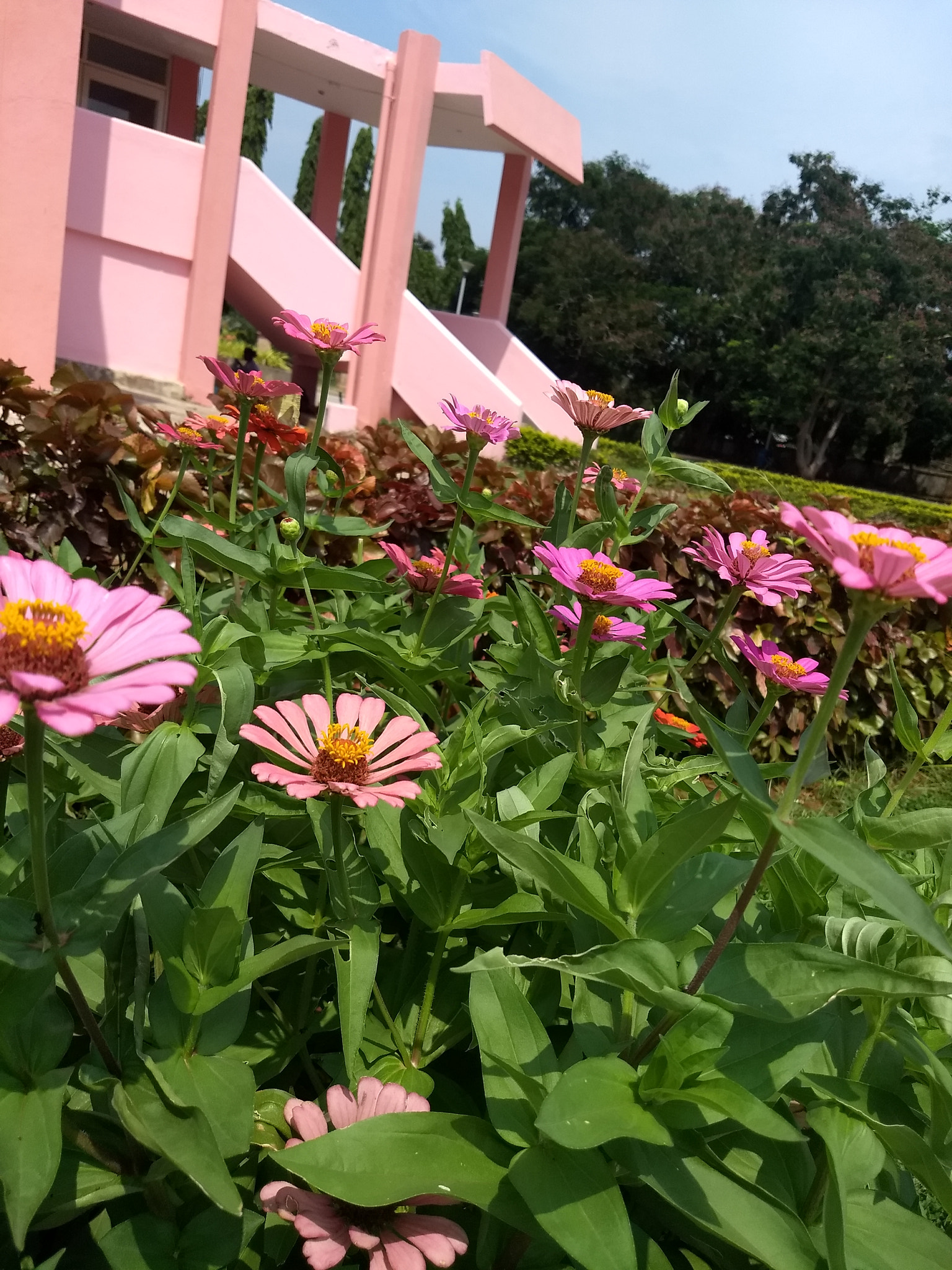 Motorola Moto G (5) Plus sample photo. Flowers photography