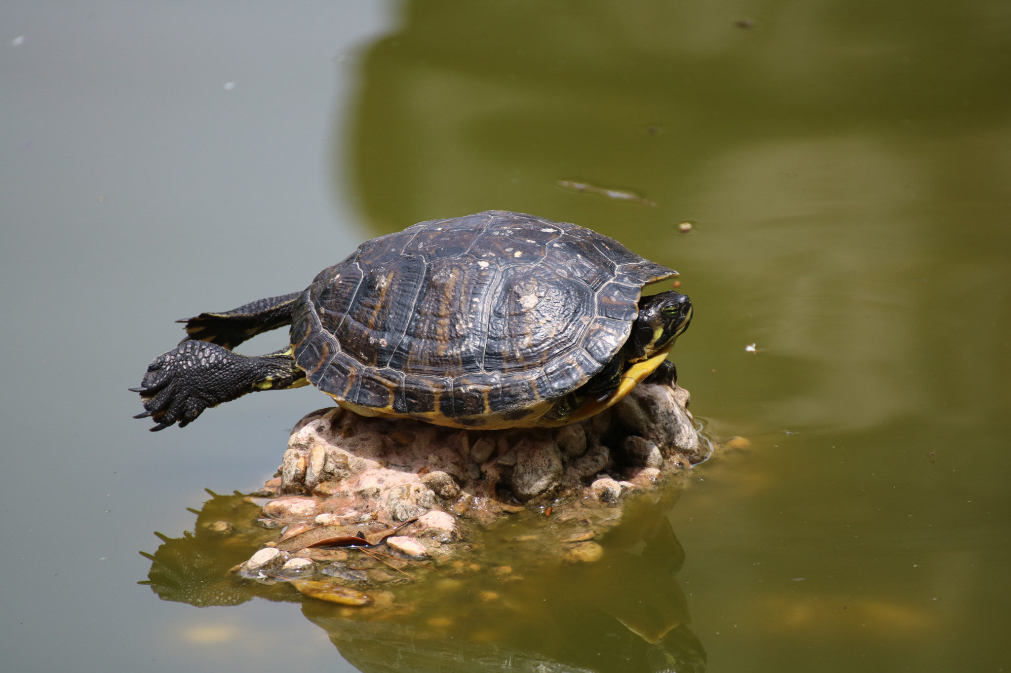 Canon EOS 750D (EOS Rebel T6i / EOS Kiss X8i) + Tamron SP 35mm F1.8 Di VC USD sample photo. Turtle photography