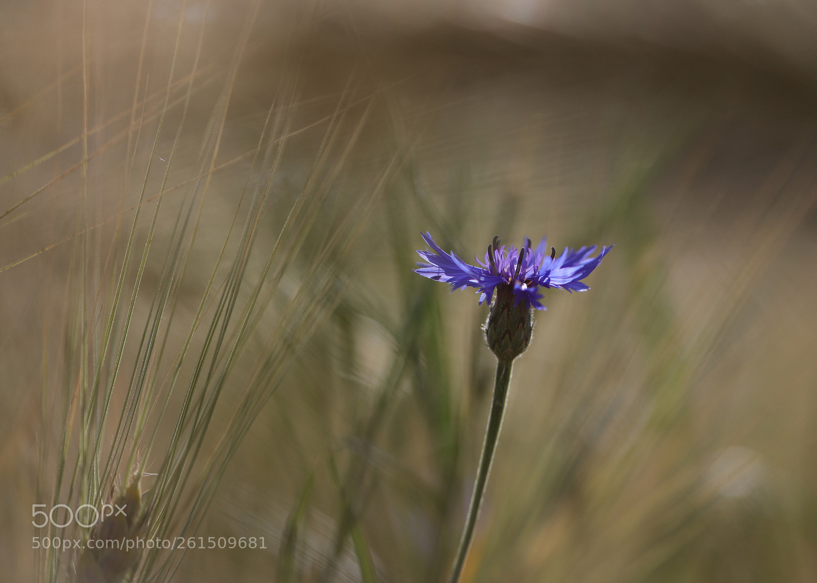 Canon EOS 6D Mark II sample photo. Conrflower2 photography