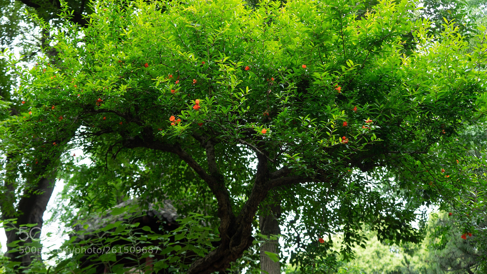 Sony a7 sample photo. Red and green photography