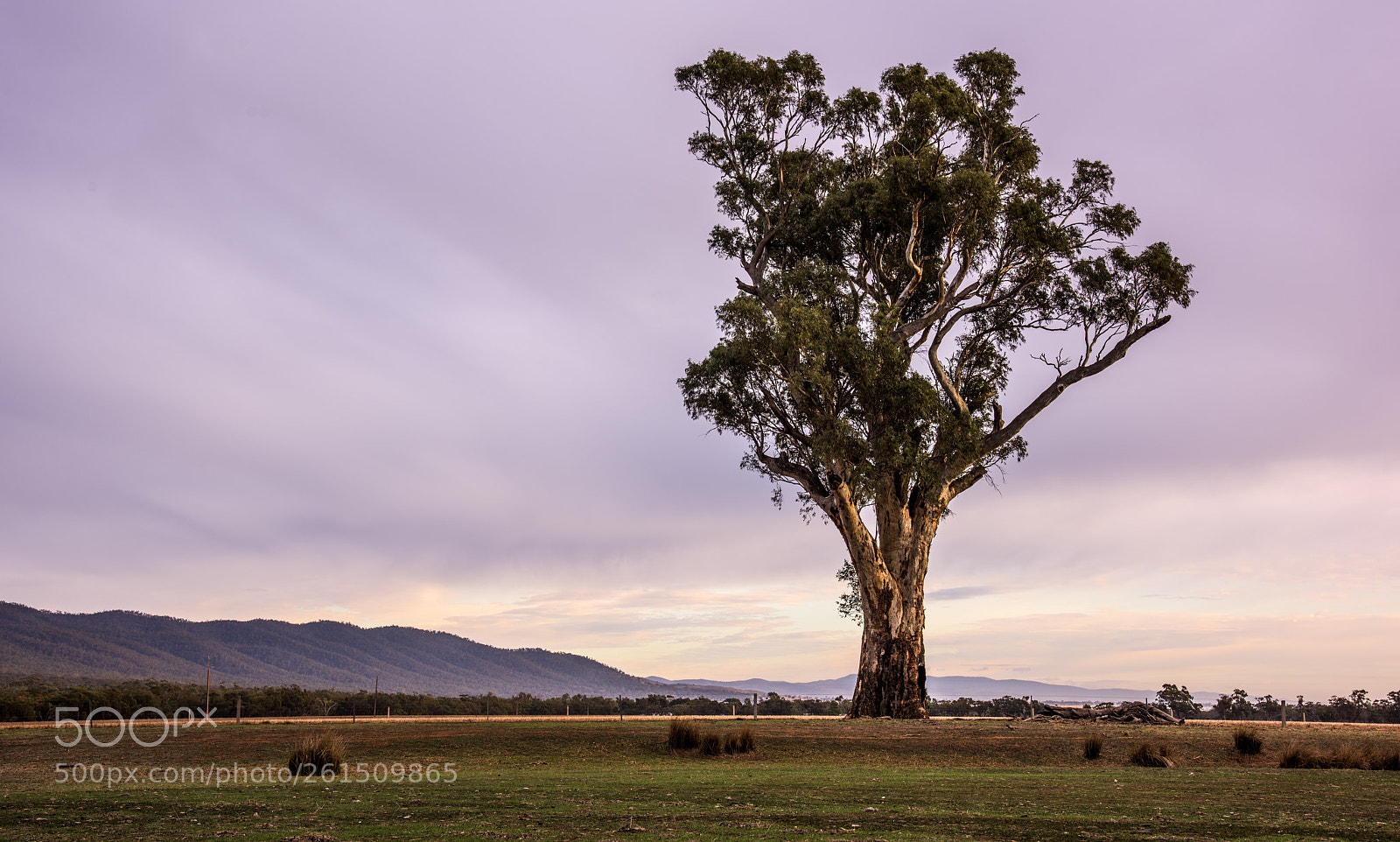 Nikon D810 sample photo. Morning light on gum photography