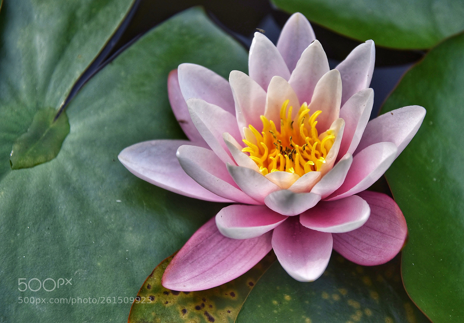 Nikon D5500 sample photo. Untitled photography