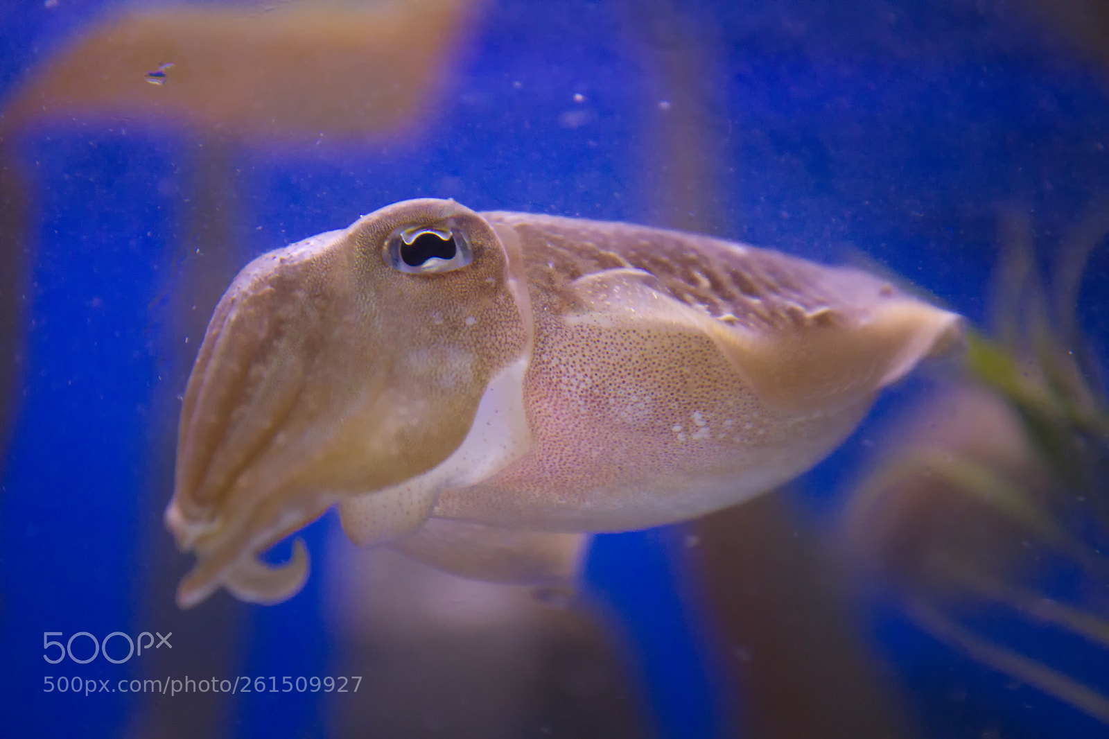 Canon EOS 7D sample photo. Fischi photography