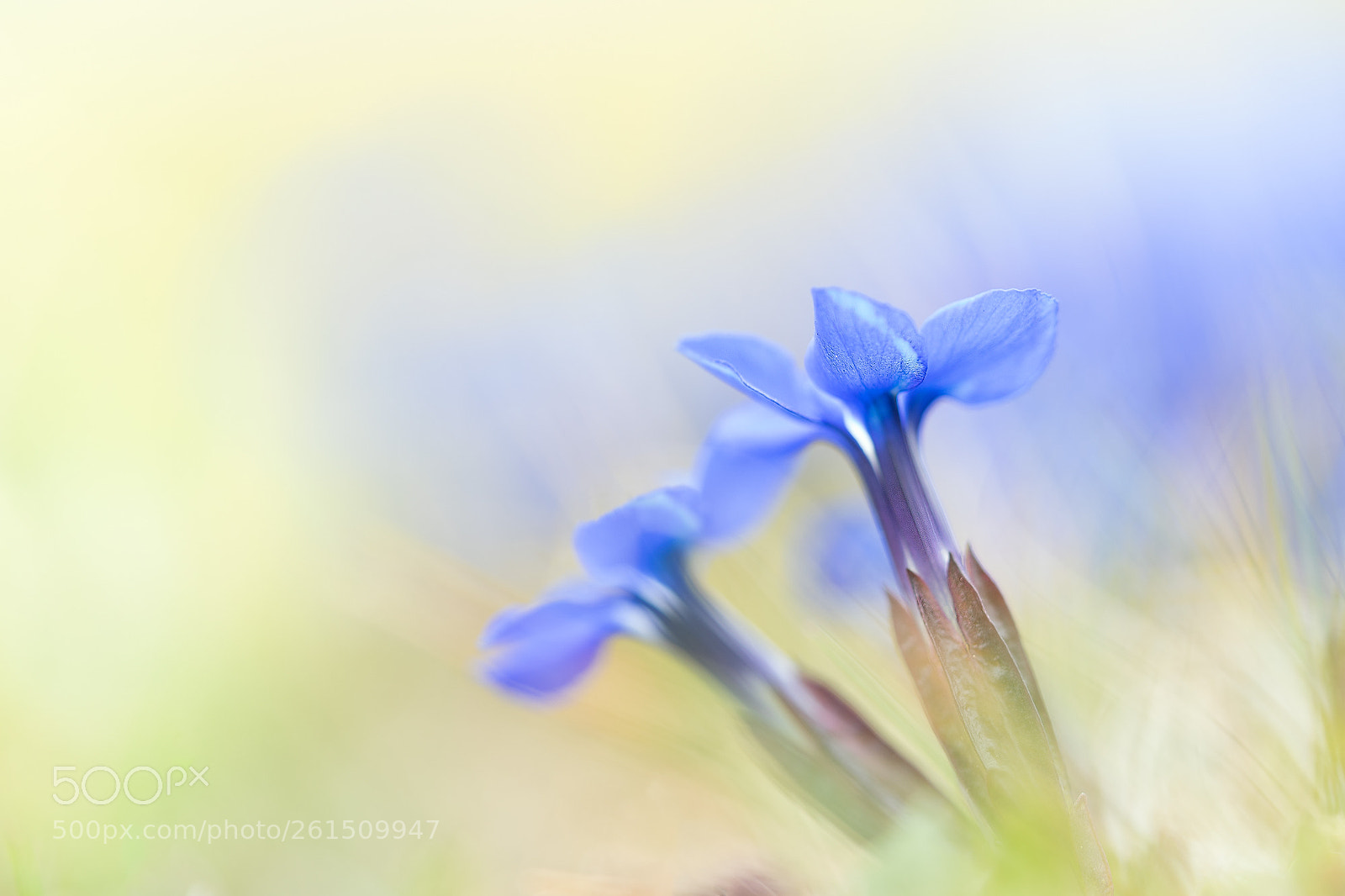 Sony a7 II sample photo. Schusternagerl photography