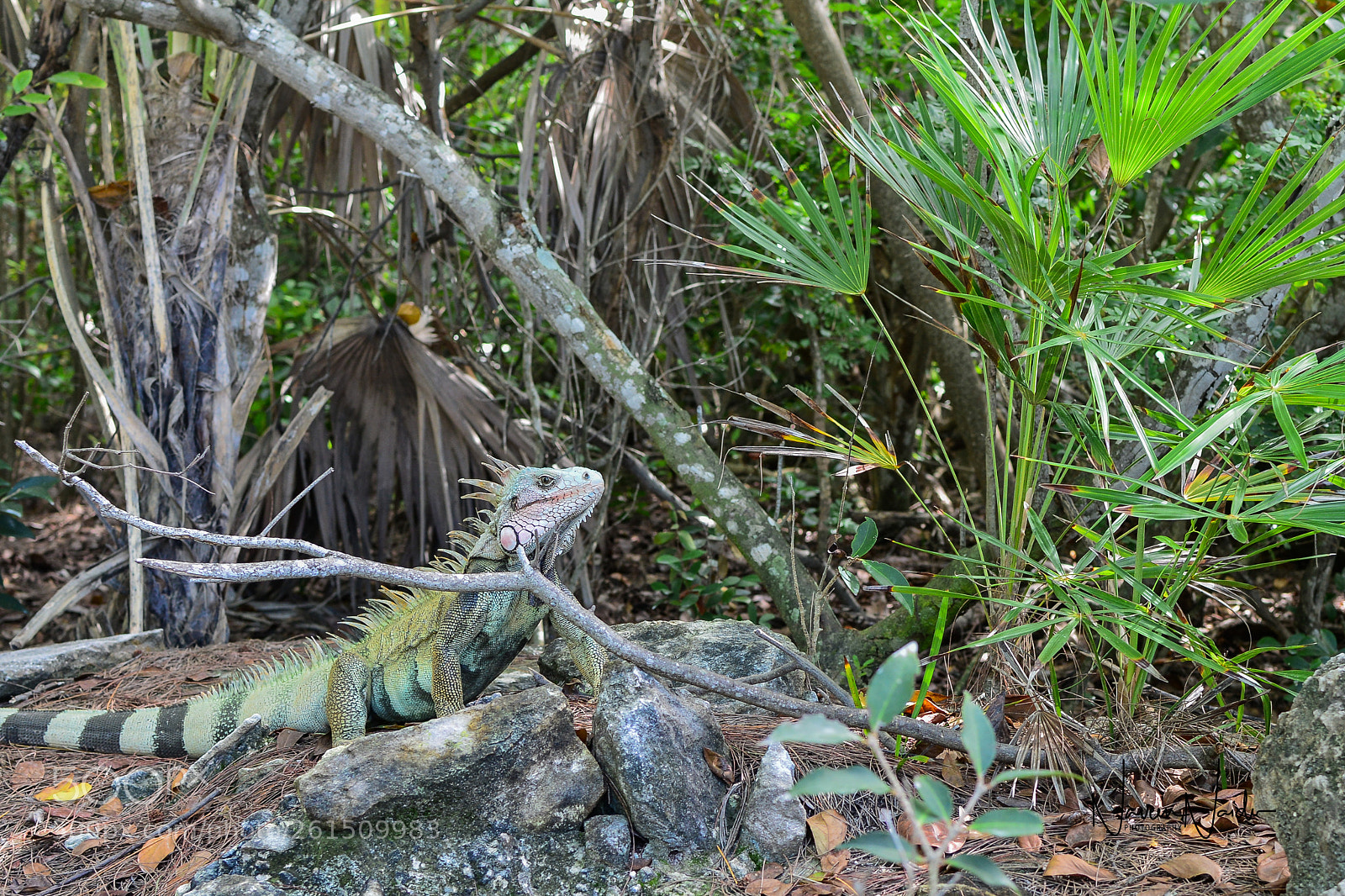 Nikon D800 sample photo. Iguana photography