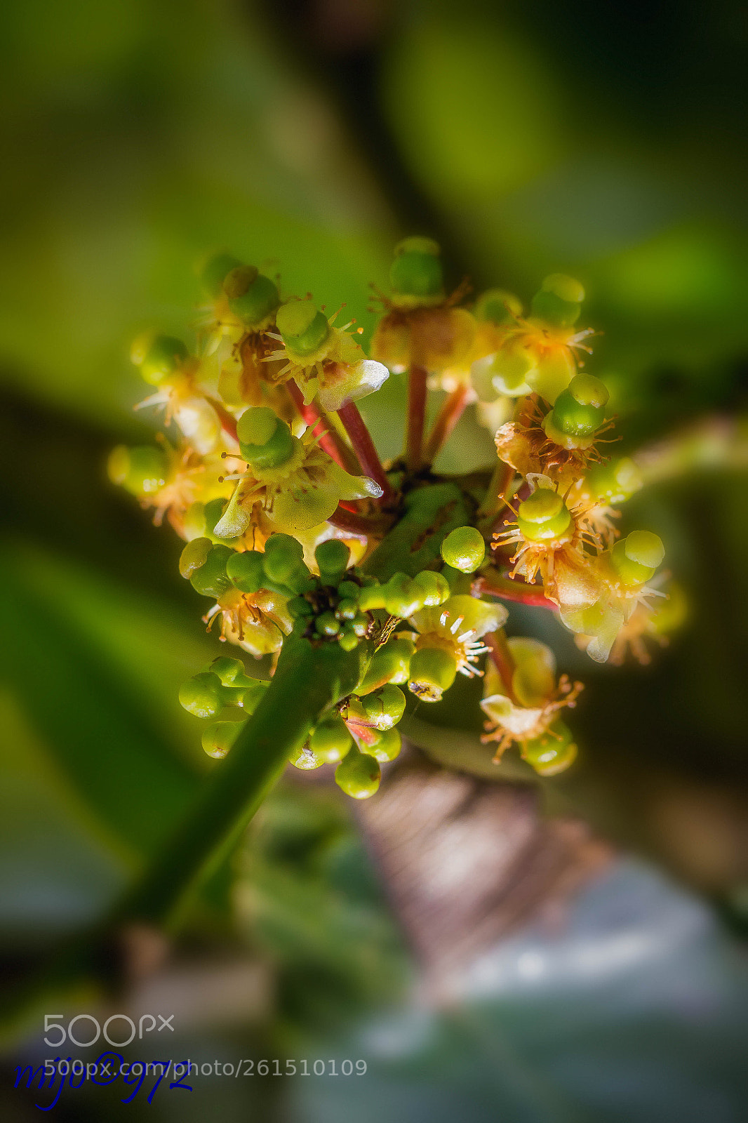 Canon EOS 7D sample photo. Macro  photography