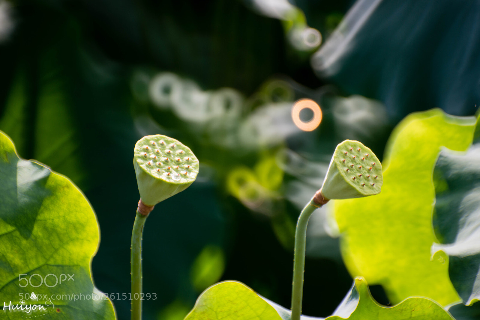 Nikon D800 sample photo. Untitled photography