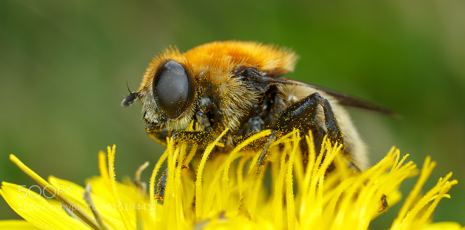 Canon EOS 6D sample photo. Diptera photography