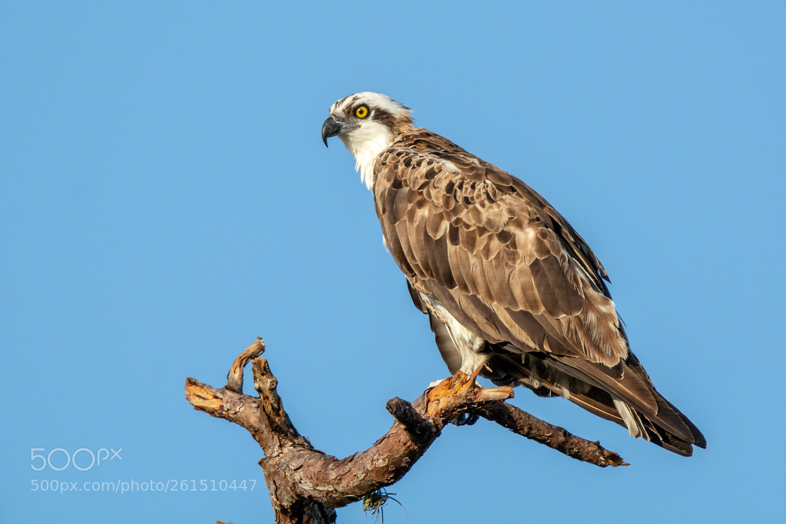 Nikon D7100 sample photo. Osprey photography