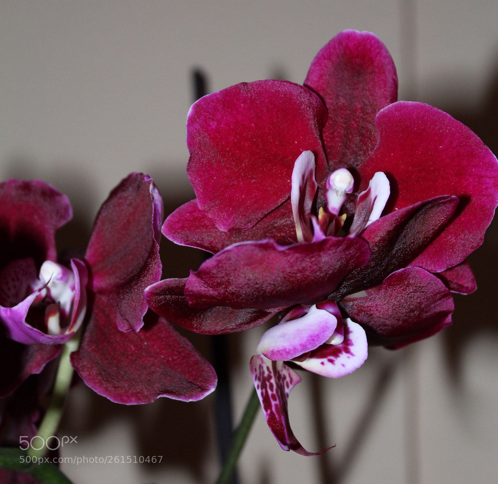 Canon EOS 1300D (EOS Rebel T6 / EOS Kiss X80) sample photo. Orquideas photography