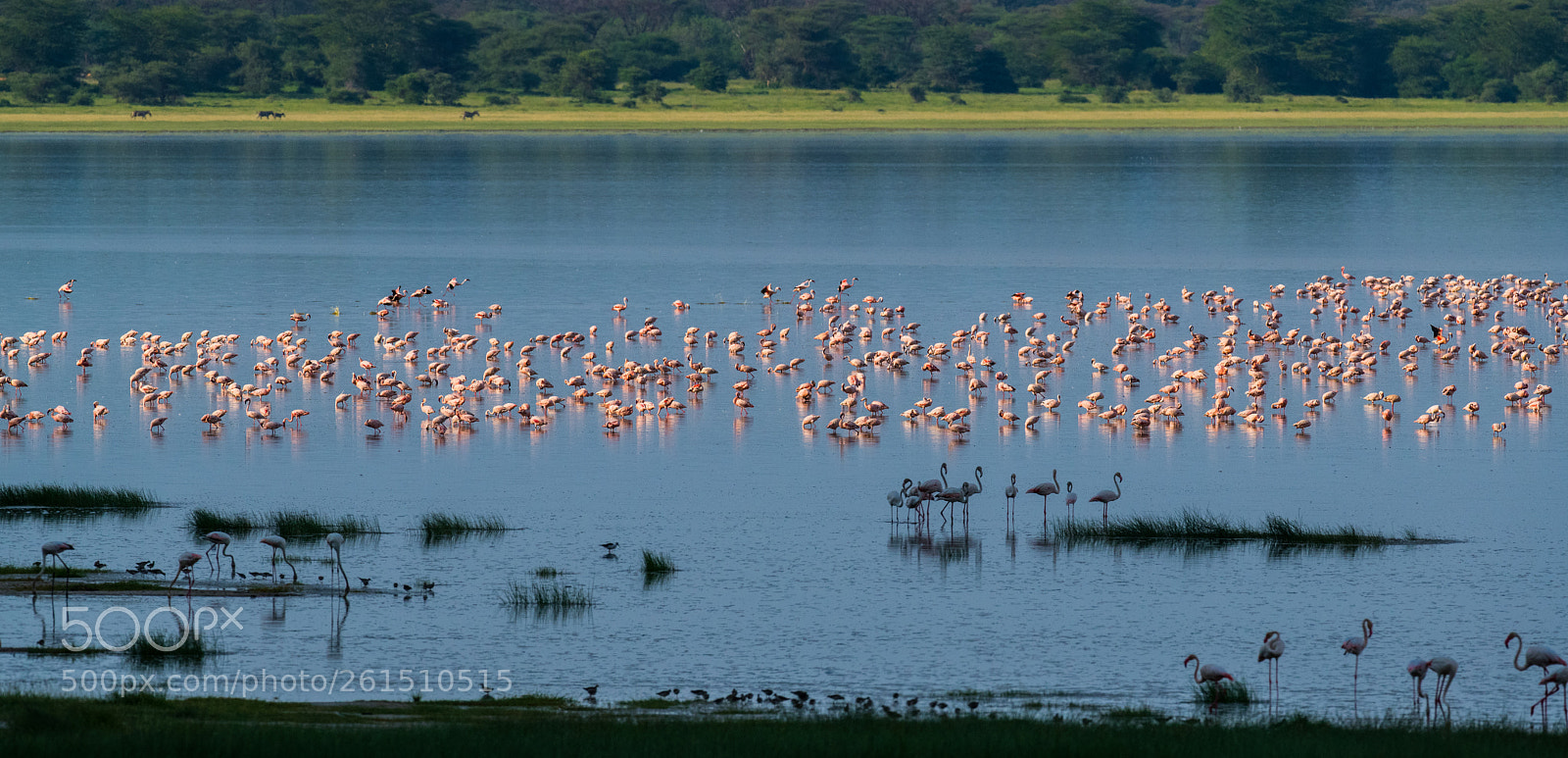 Nikon D850 sample photo. Lake manyara photography