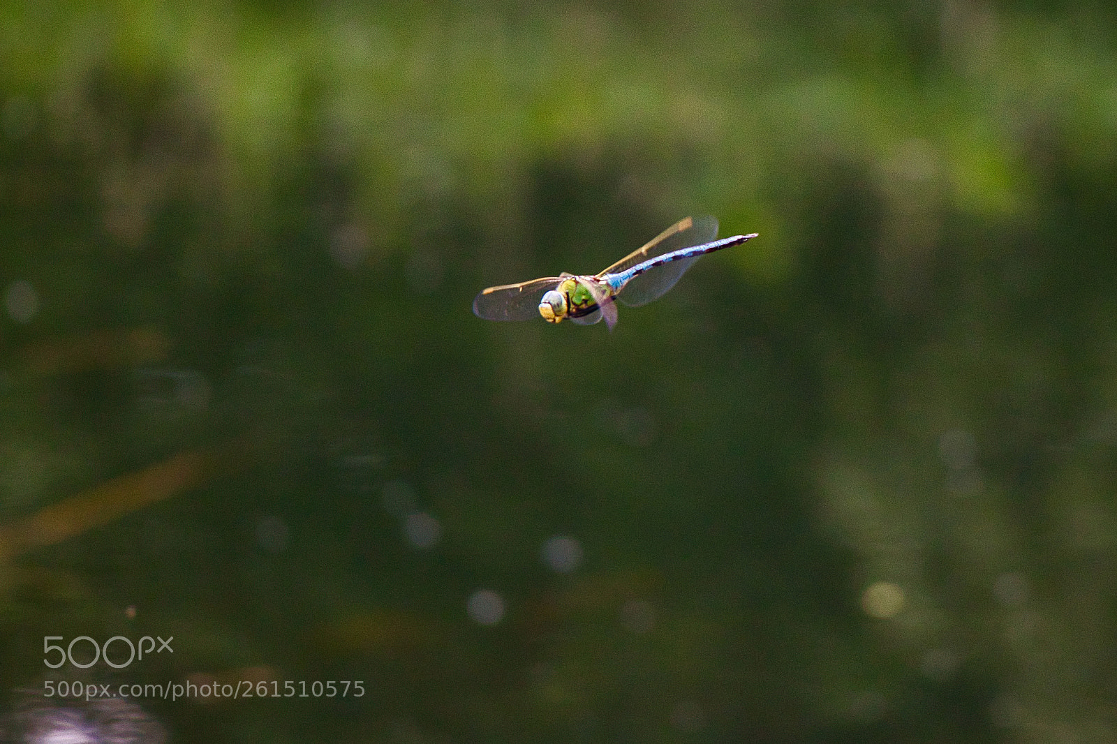 Canon EOS 80D sample photo. Dragonfly in flight photography
