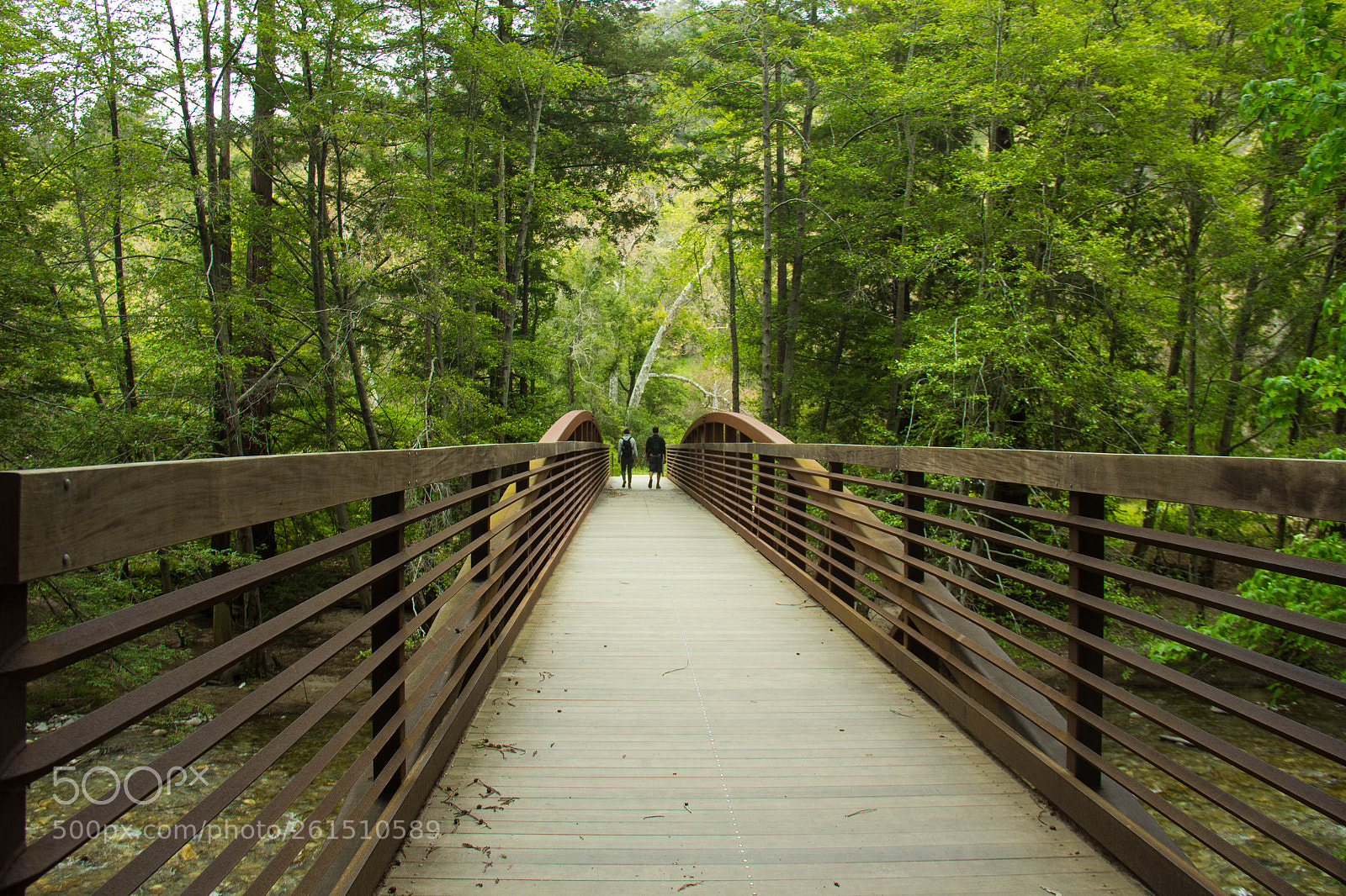 Canon EOS 60D sample photo. Waling in the woods photography