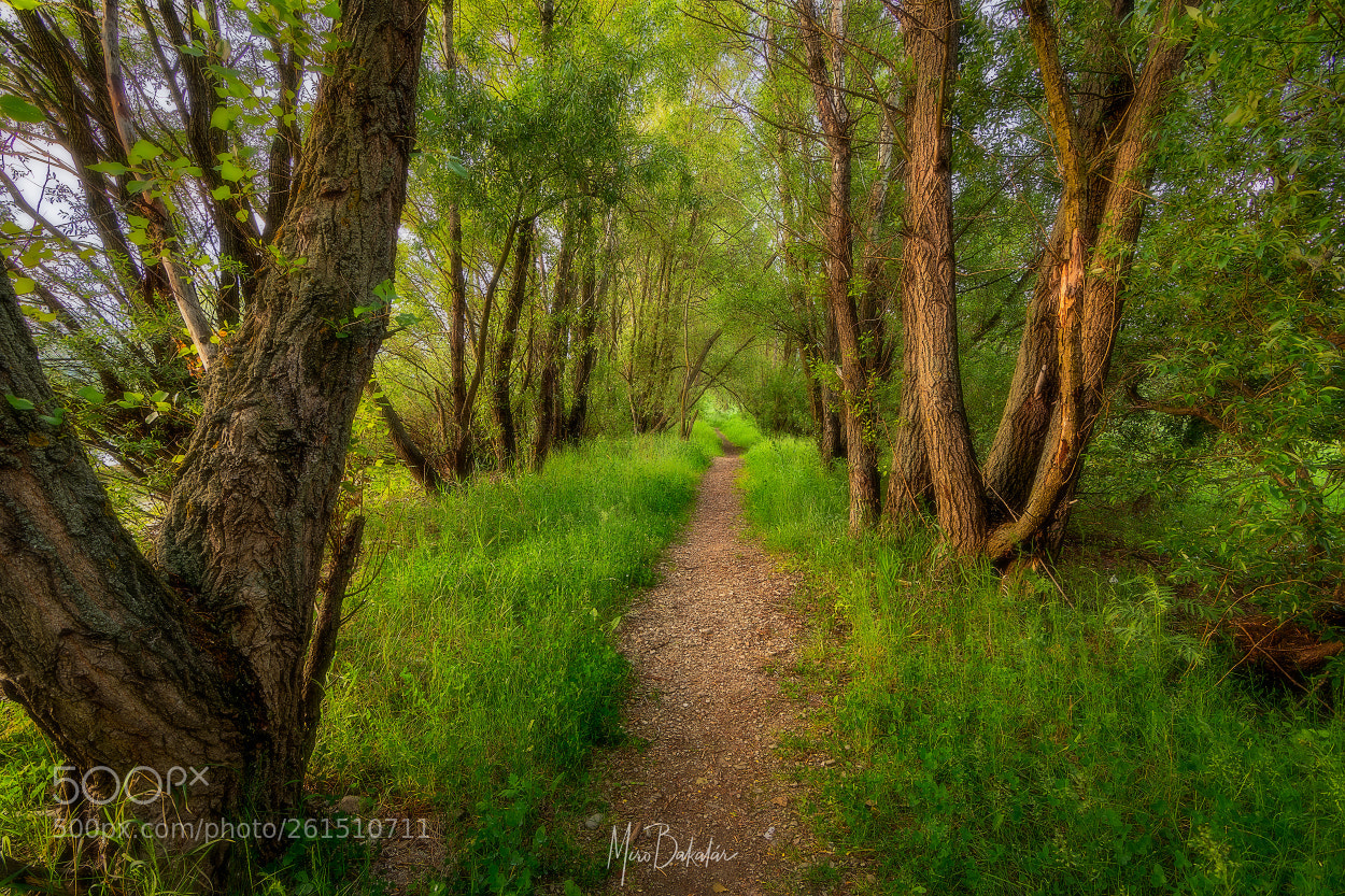 Nikon D500 sample photo. (forest path) photography