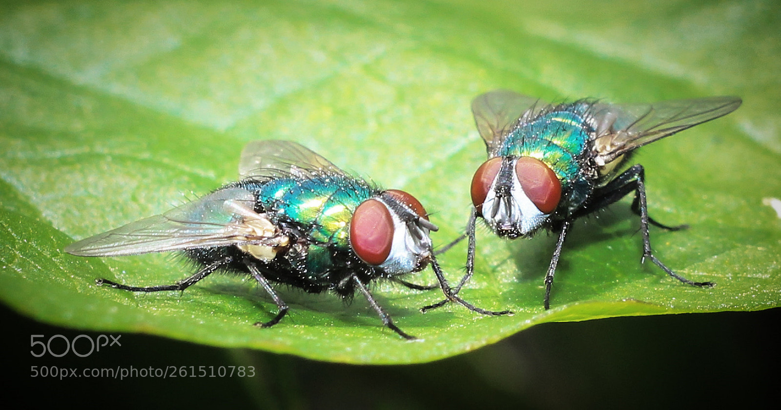 Canon EOS 700D (EOS Rebel T5i / EOS Kiss X7i) sample photo. Fly meeting photography