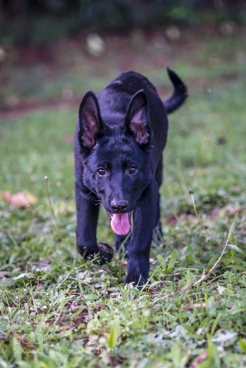 Nikon D750 sample photo. Lula photography