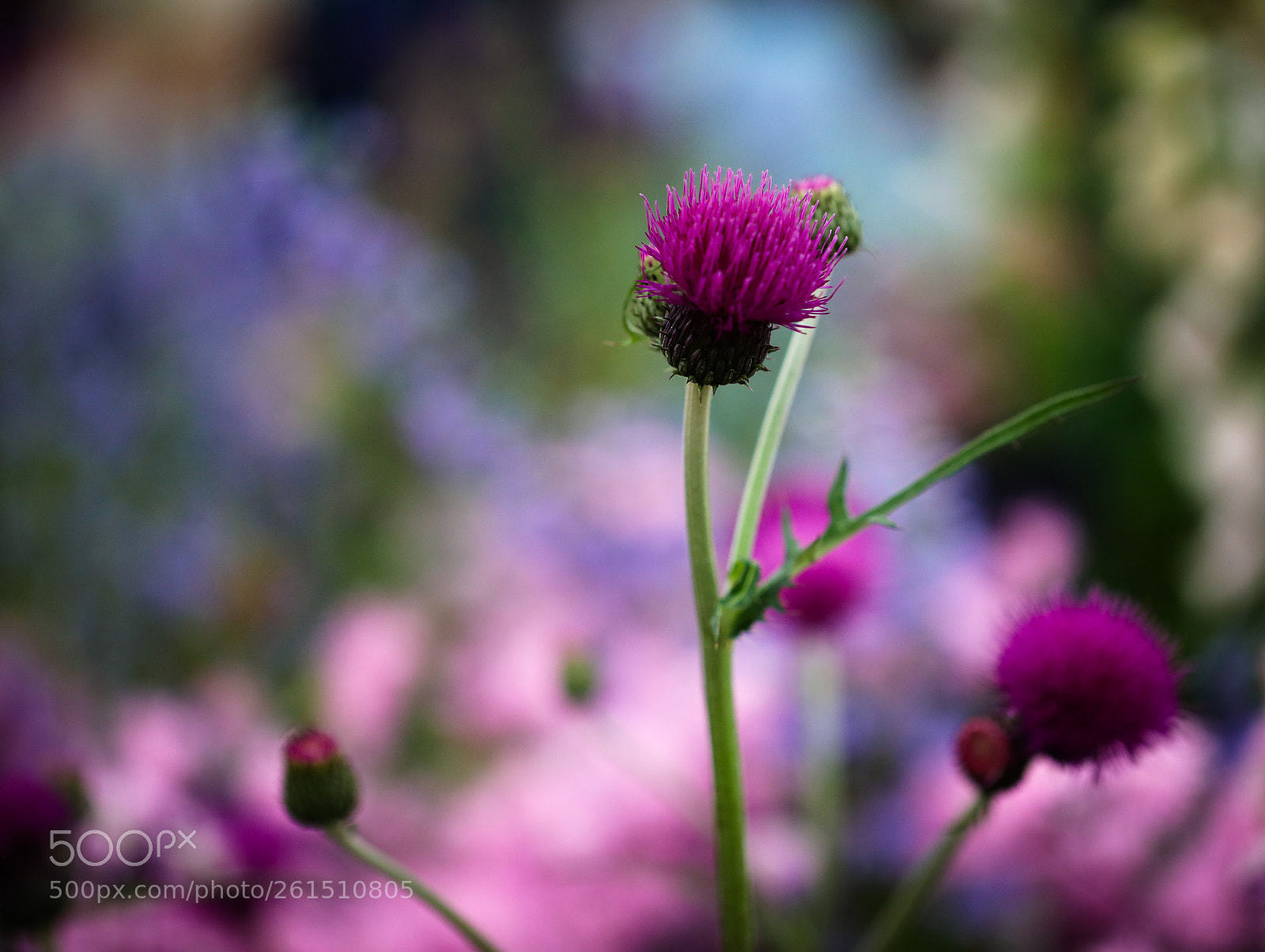 Canon EOS 5D Mark IV sample photo. French lavender photography
