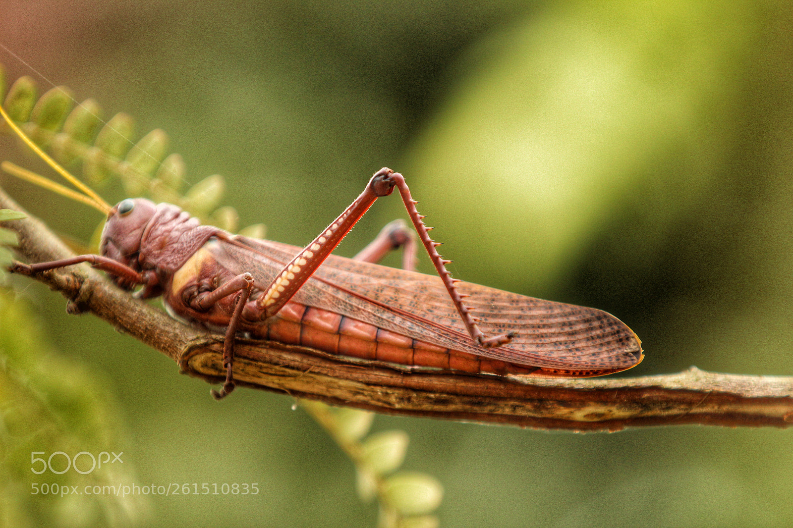 Canon EOS 1300D (EOS Rebel T6 / EOS Kiss X80) sample photo. Amazon giant brown grasshopper photography
