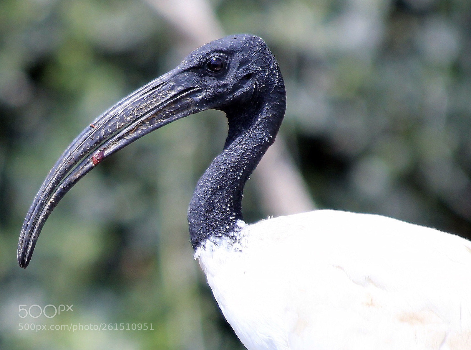 Canon EOS 550D (EOS Rebel T2i / EOS Kiss X4) sample photo. Mighty beak ! photography
