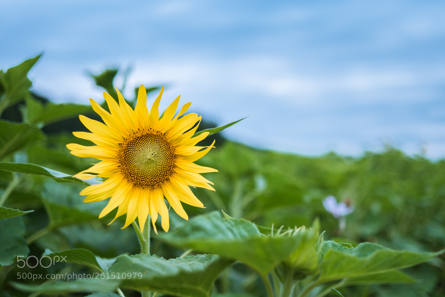 Nikon D750 sample photo. Untitled photography