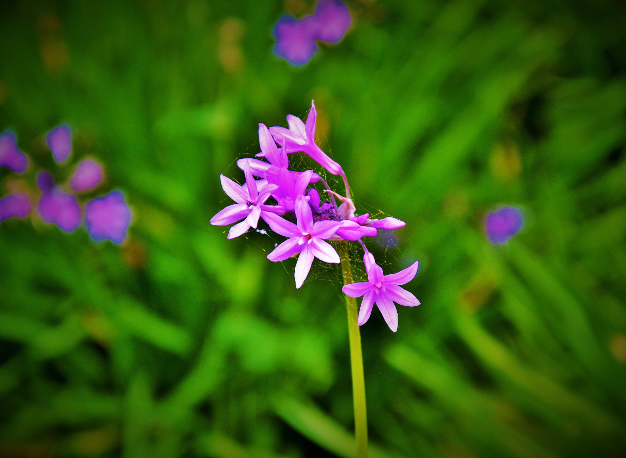 Nikon D3100 sample photo. Flower photography