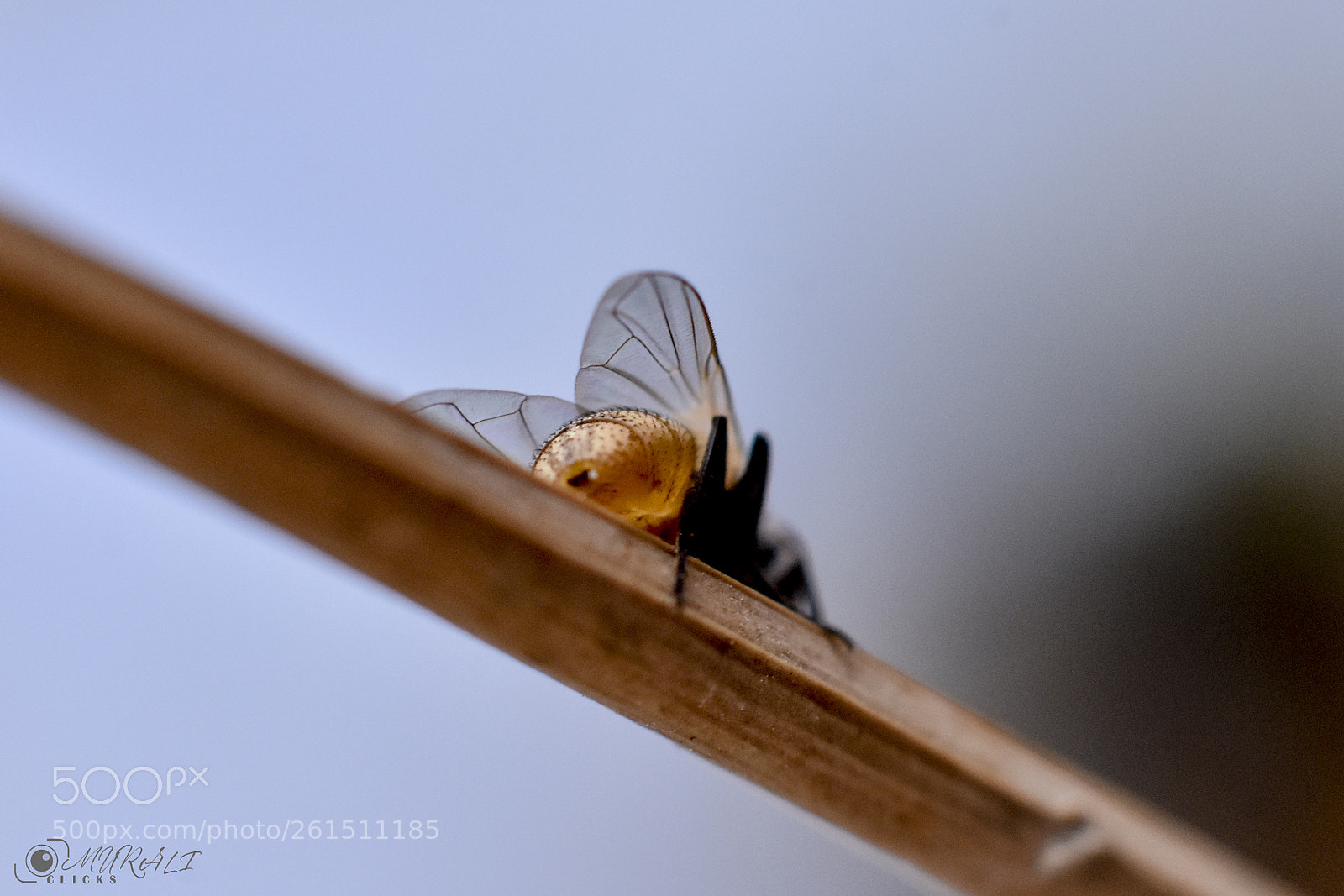 Nikon D7200 sample photo. Untitled photography