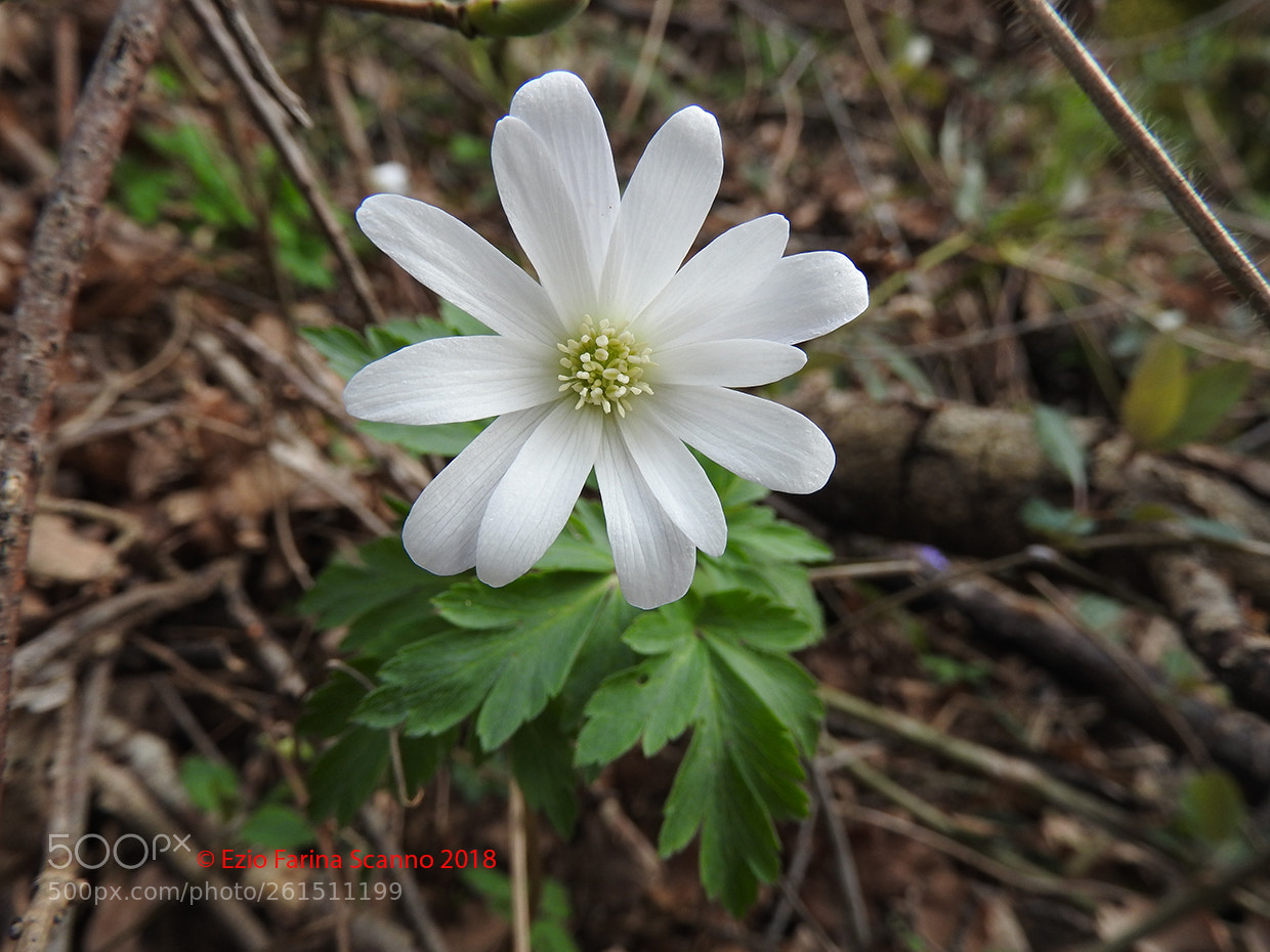 Nikon Coolpix P610 sample photo. Anemone dell'appenino (anemone appennina) photography
