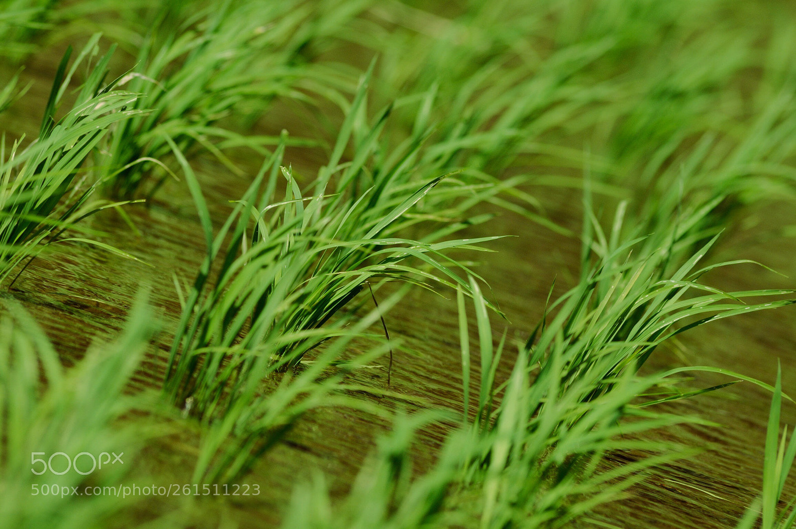 Nikon D90 sample photo. Farming photography
