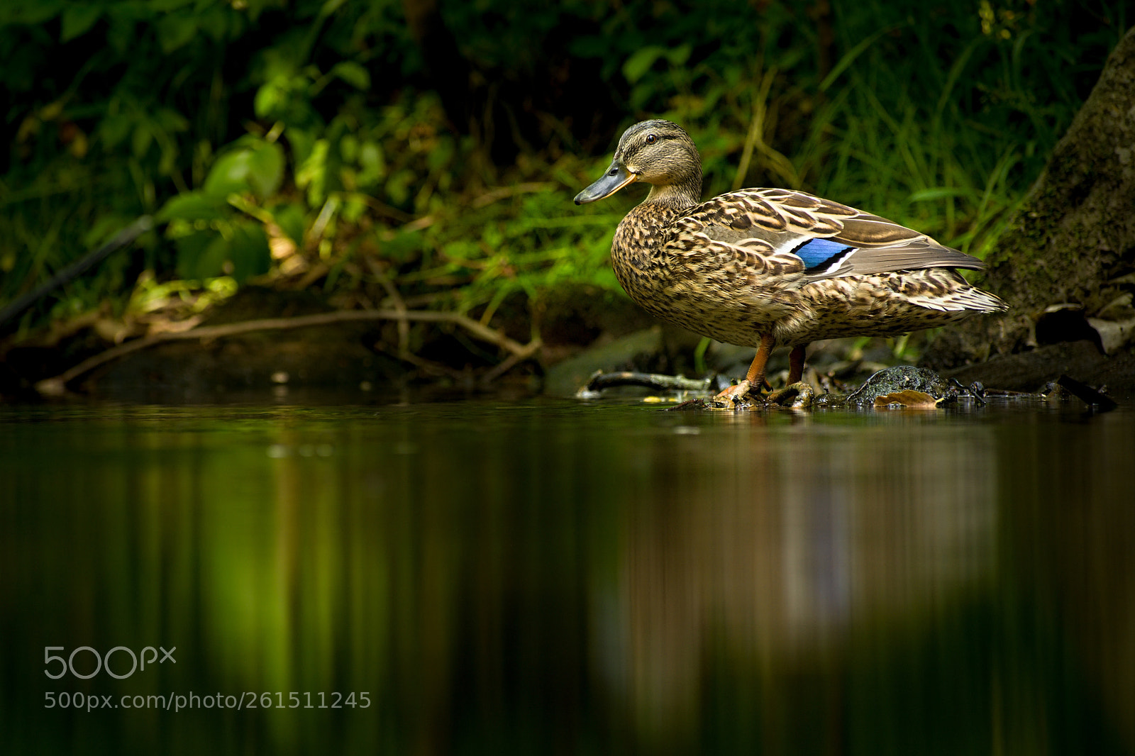 Nikon D7100 sample photo. Duck photography