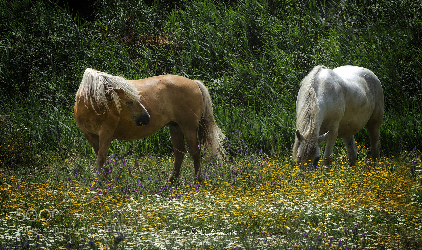 Nikon D7000 sample photo. Horses photography