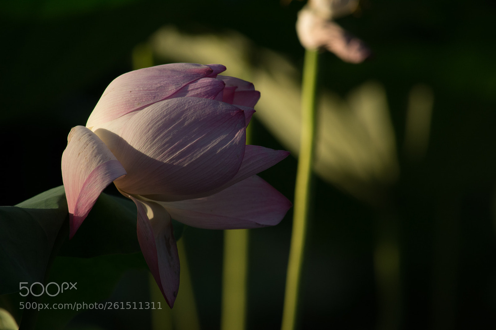 Nikon D7100 sample photo. 侧光 photography