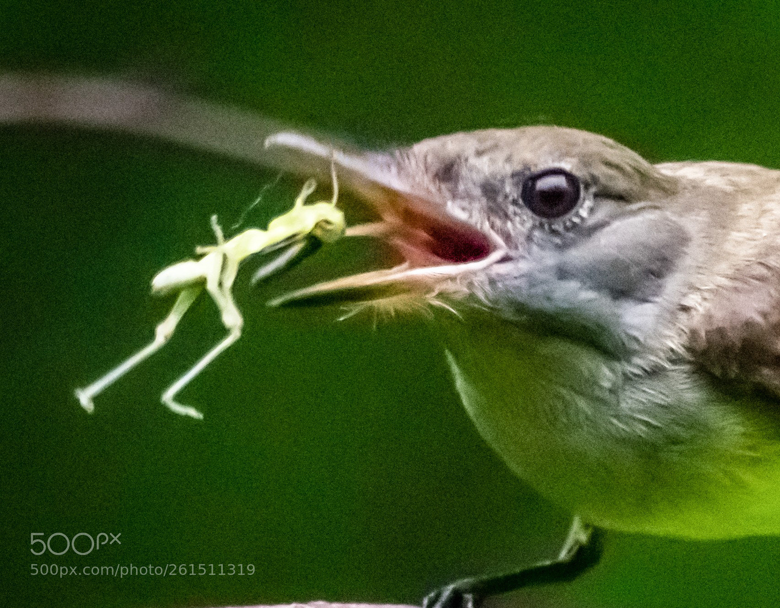 Nikon D500 sample photo. Flycatcher tosses a grasshopper photography